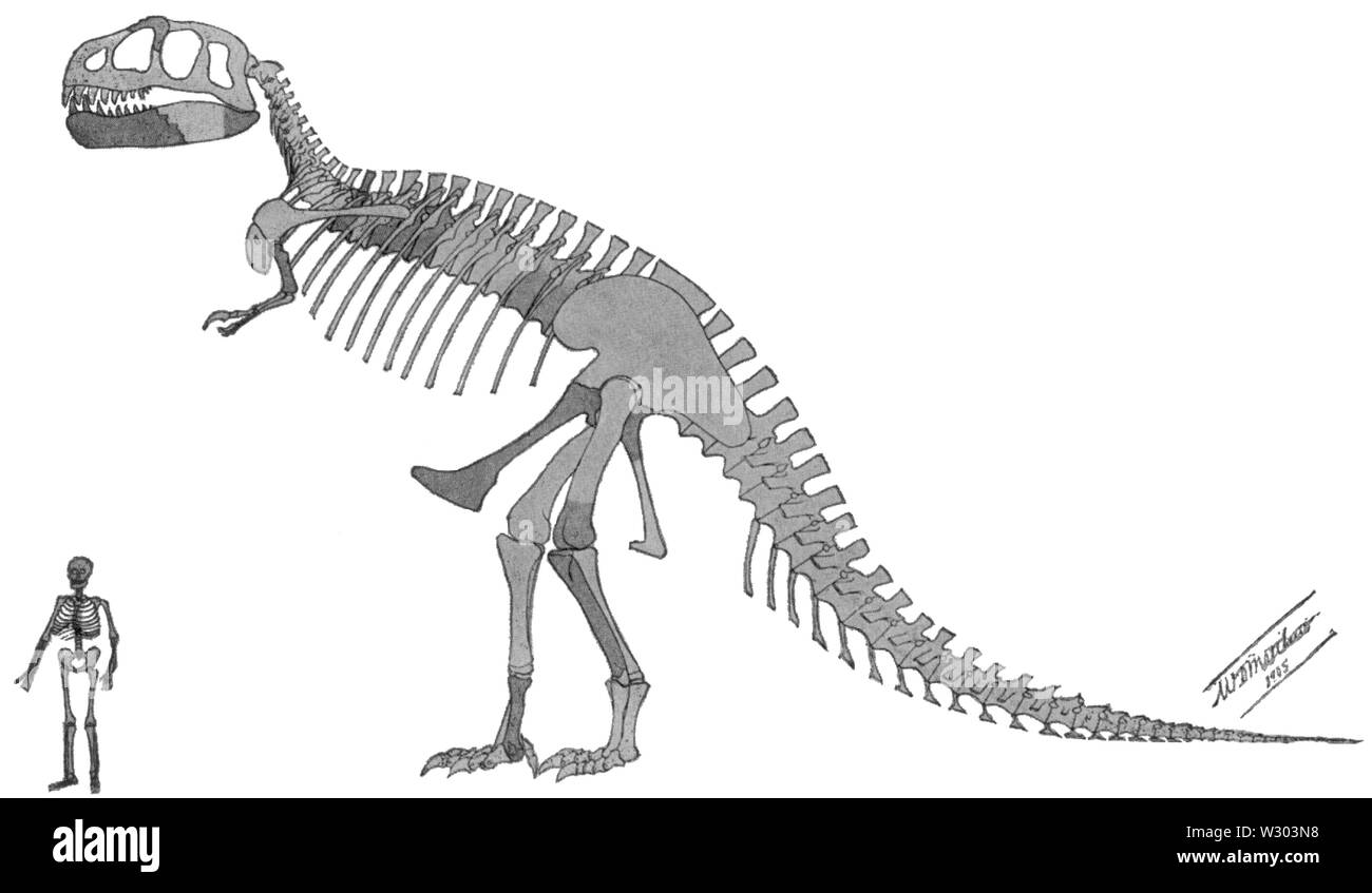 Originale scala Tyrannosaurus Descrizione Foto Stock