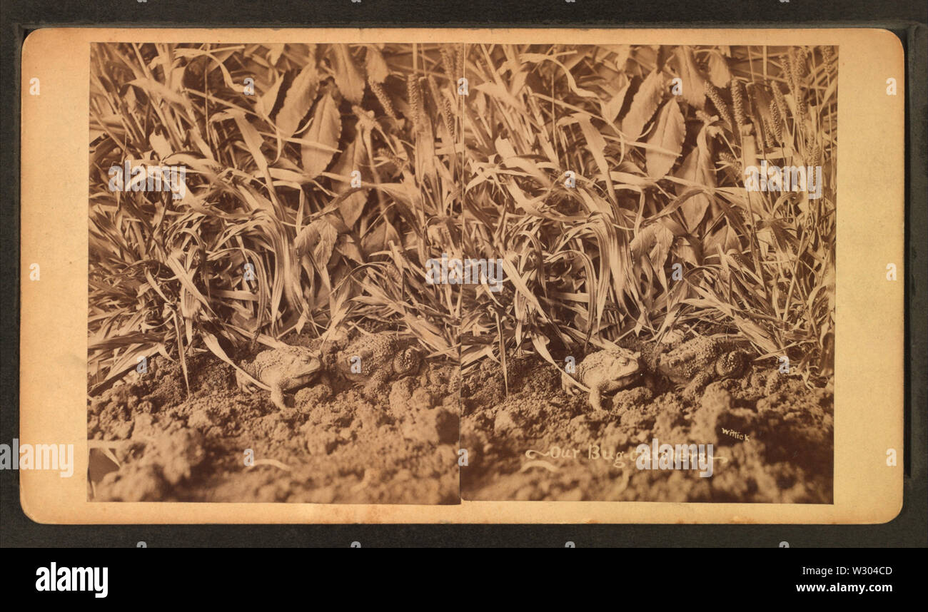 Il nostro bug-catturatori, da Wittick, Ben, 1845-1903 2 Foto Stock