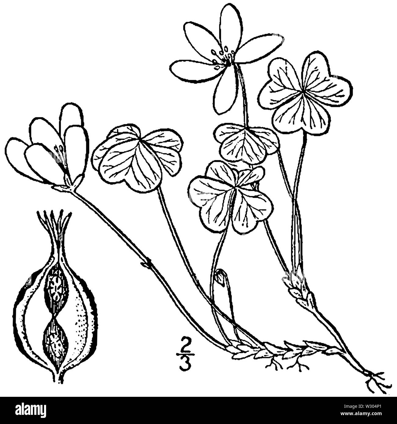 Oxalis montana BB-1913 Foto Stock