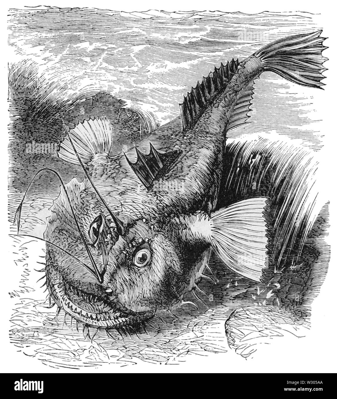 PSM V08 D691 pescatrice Foto Stock