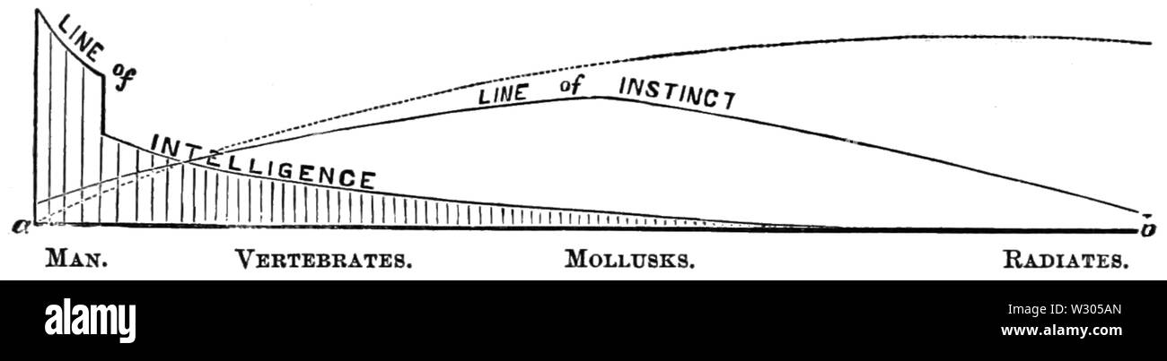 PSM V07 D678 Grafico di divergenza di istinto e intelligenza Foto Stock