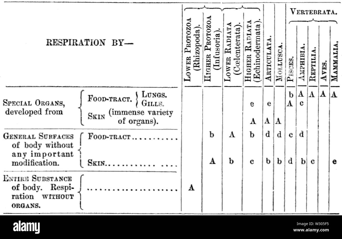PSM V20 D467 organi respiratori di vari ordini Foto Stock