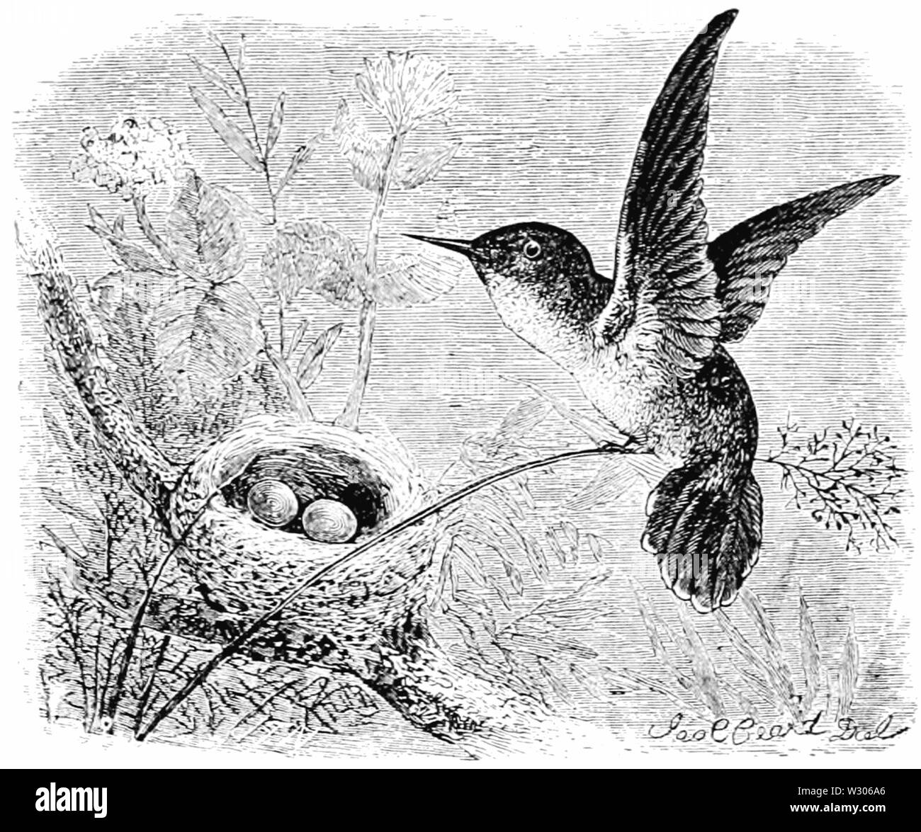 PSM V55 D059 Vervain hummingbird e nest Foto Stock