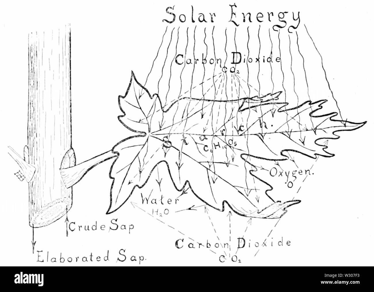 PSM V56 D0736 il processo di fotosintesi Foto Stock