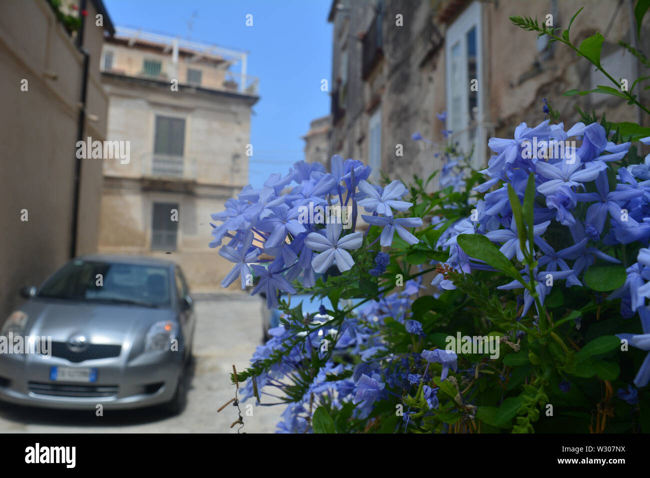 Primo piano di Scilla, blu fiore che sboccia sulla città di Tropea, Italia accanto al grigio di una automobile Foto Stock