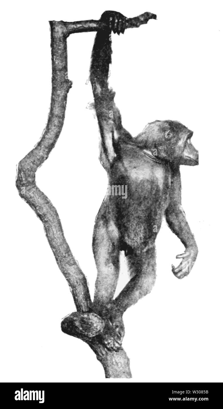 PSM V59 D025 campione Gorilla dall Africa occidentale Foto Stock