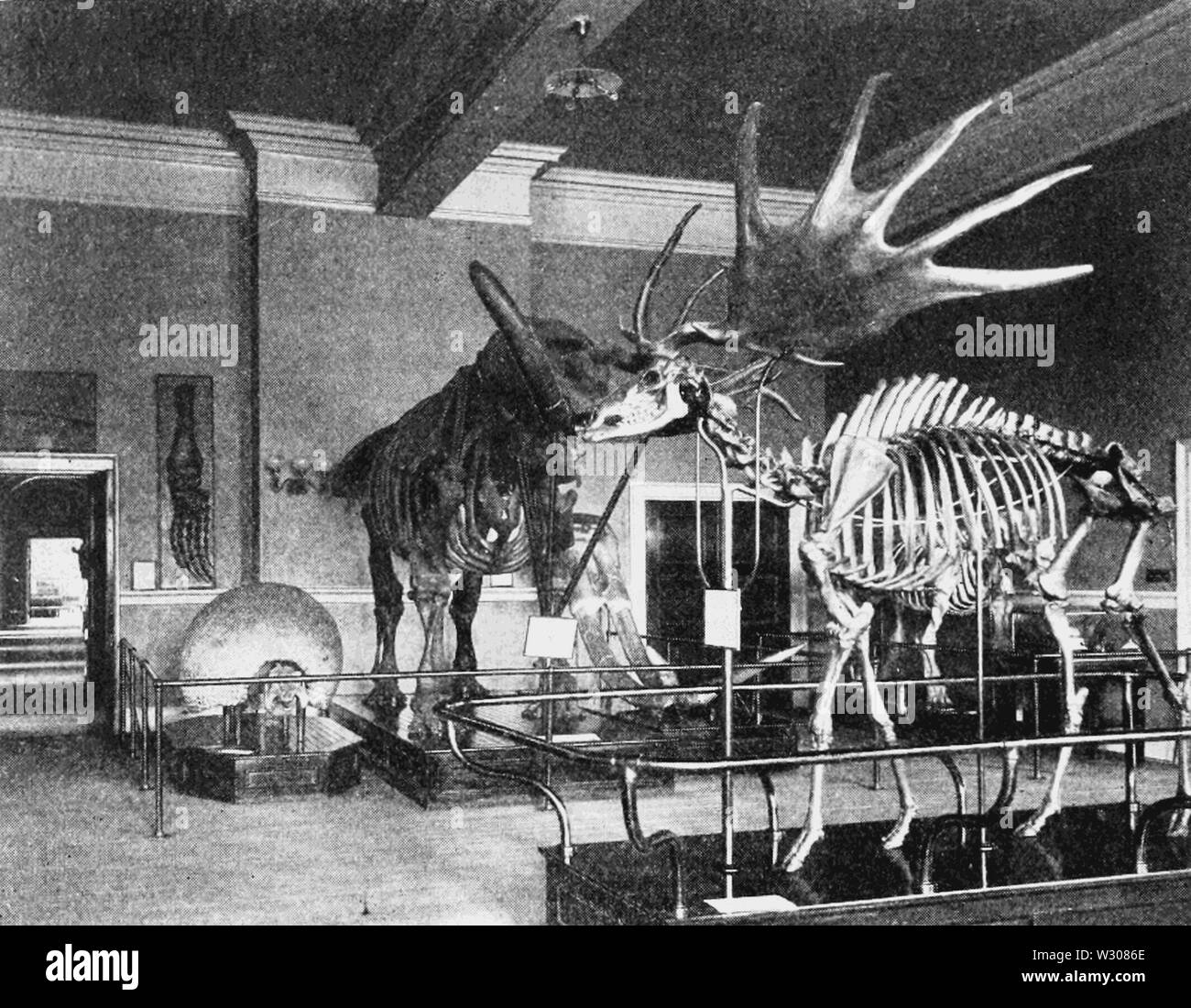 PSM V59 D026 nella Sala di paleontologia Foto Stock