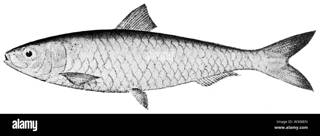 PSM V59 D553 Sardella CLUPEA PILCHARDUS Foto Stock