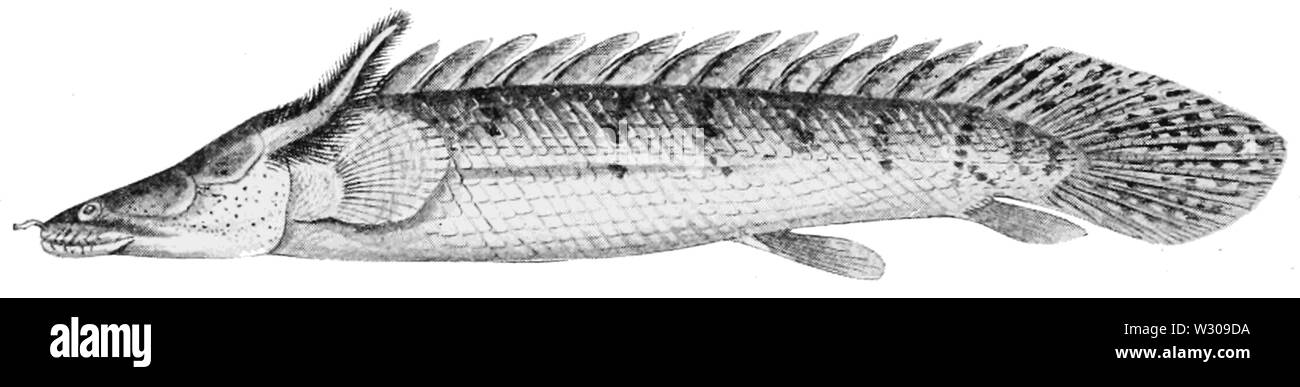 PSM V61 D550 Polypterus congicus con esterno branchie dal fiume Congo Foto Stock