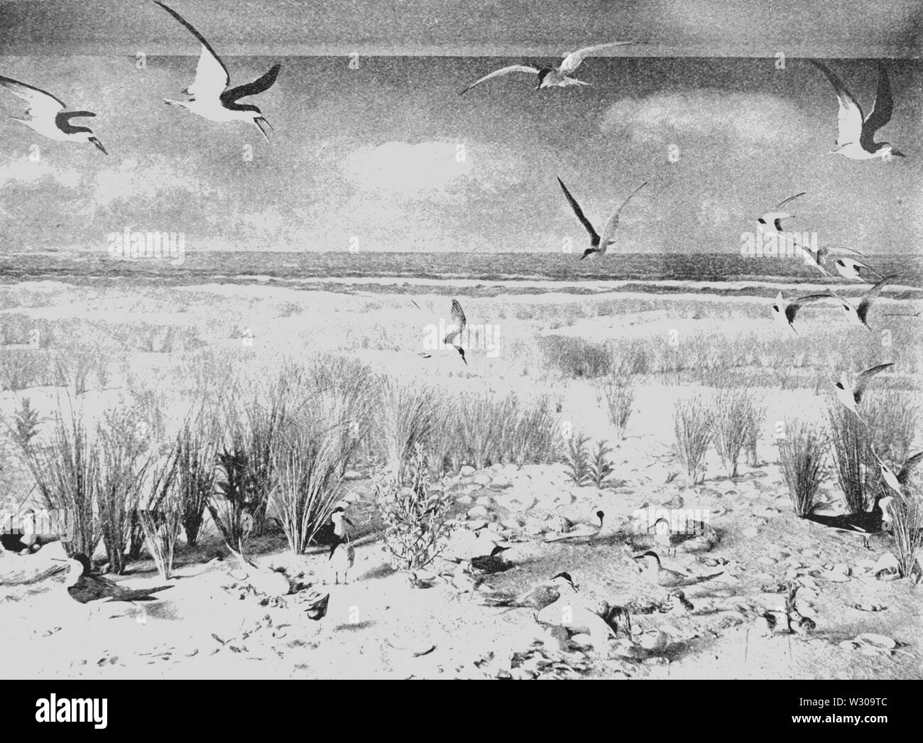 PSM V63 D290 Gruppo di spiaggia di uccelli nidificanti di cobb island Foto Stock