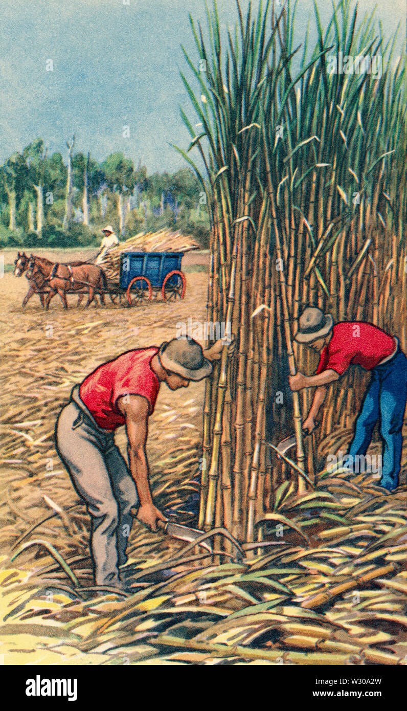 Gli uomini di taglio della canna da zucchero in Australia. Da una stampa contemporanea, c.1935. Foto Stock