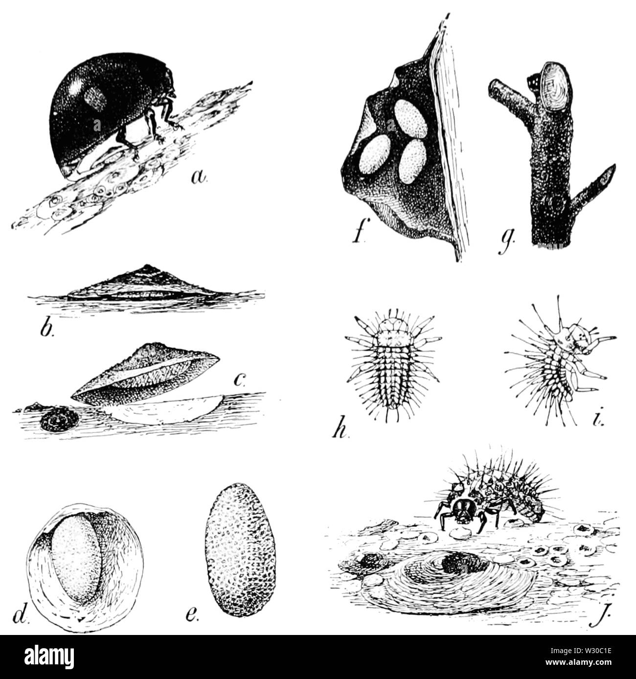 PSM V65 D319 Coccinella asiatica fasi iniziali Foto Stock