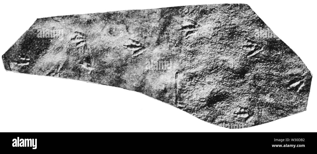 PSM V66 D150 erbivori tracce di dinosauri sulla spiaggia Foto Stock