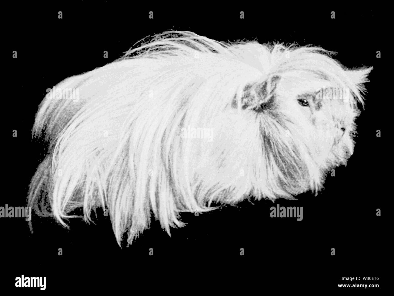 PSM V67 D202 cavia con lunghi ruvido cappotto albino Foto Stock