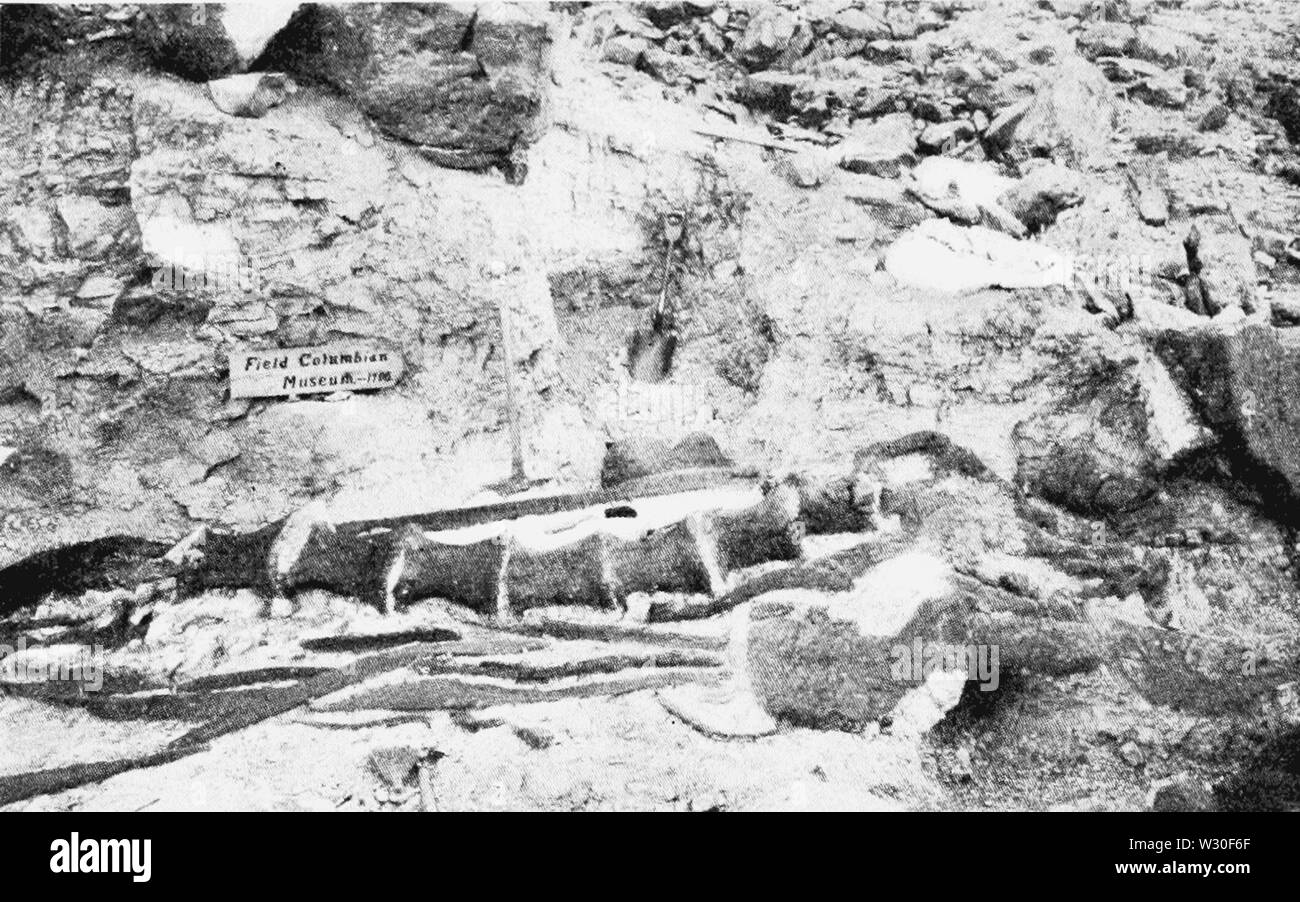 PSM V67 D572 ossa fossili del grande brachiosaurus altithorax Foto Stock