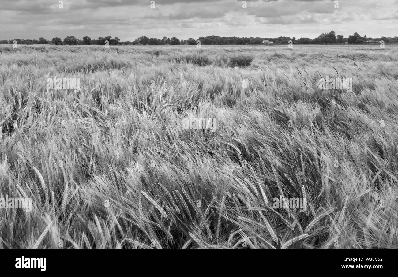 Campo di grano durante i forti venti e piogge pesanti su nuvoloso mattina in estate, Beverley, Yorkshire, Regno Unito. Foto Stock