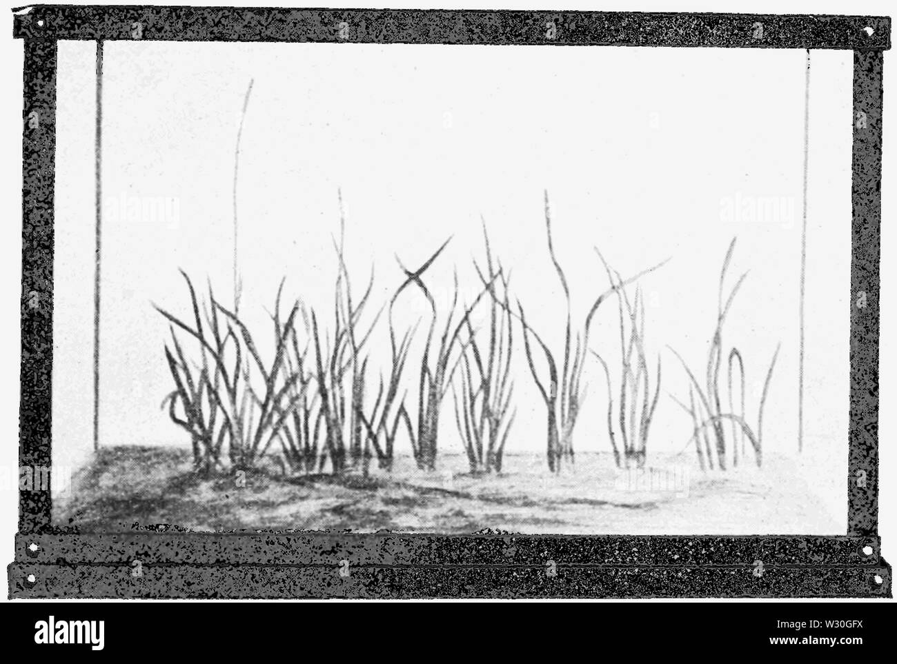 PSM V68 D255 Vallisneria spiralis 7 settimane la crescita in terreno sul lago Foto Stock