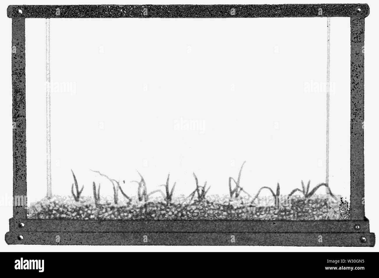 PSM V68 D256 Vallisneria spiralis 7 settimane la crescita in ghiaia Foto Stock