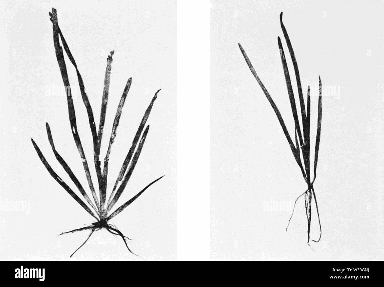 PSM V68 D257 Vallisneria spiralis in crescita argilloso e sabbioso suoli Foto Stock