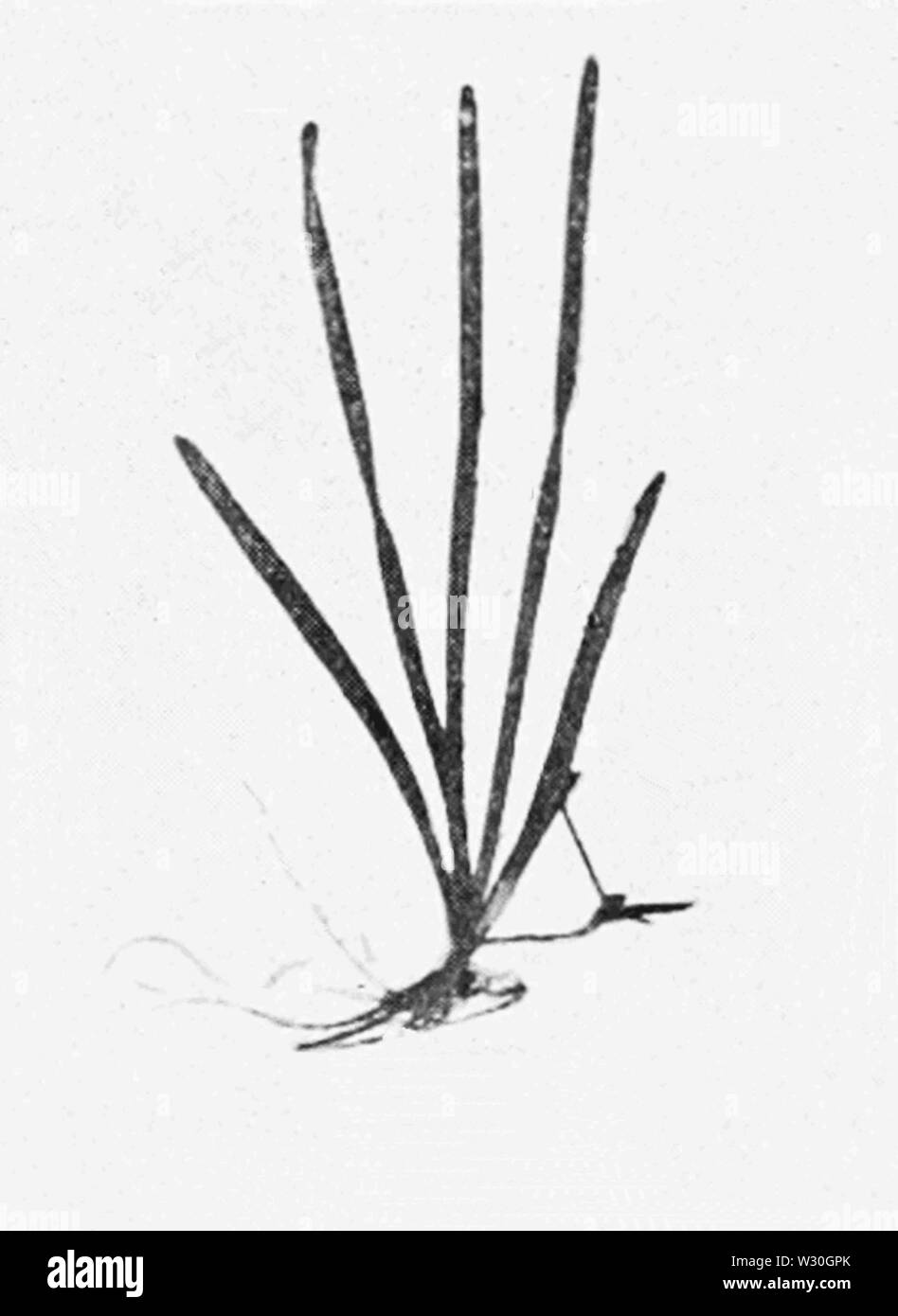 PSM V68 D258 Vallisneria spiralis crescita in terreno argilloso Foto Stock