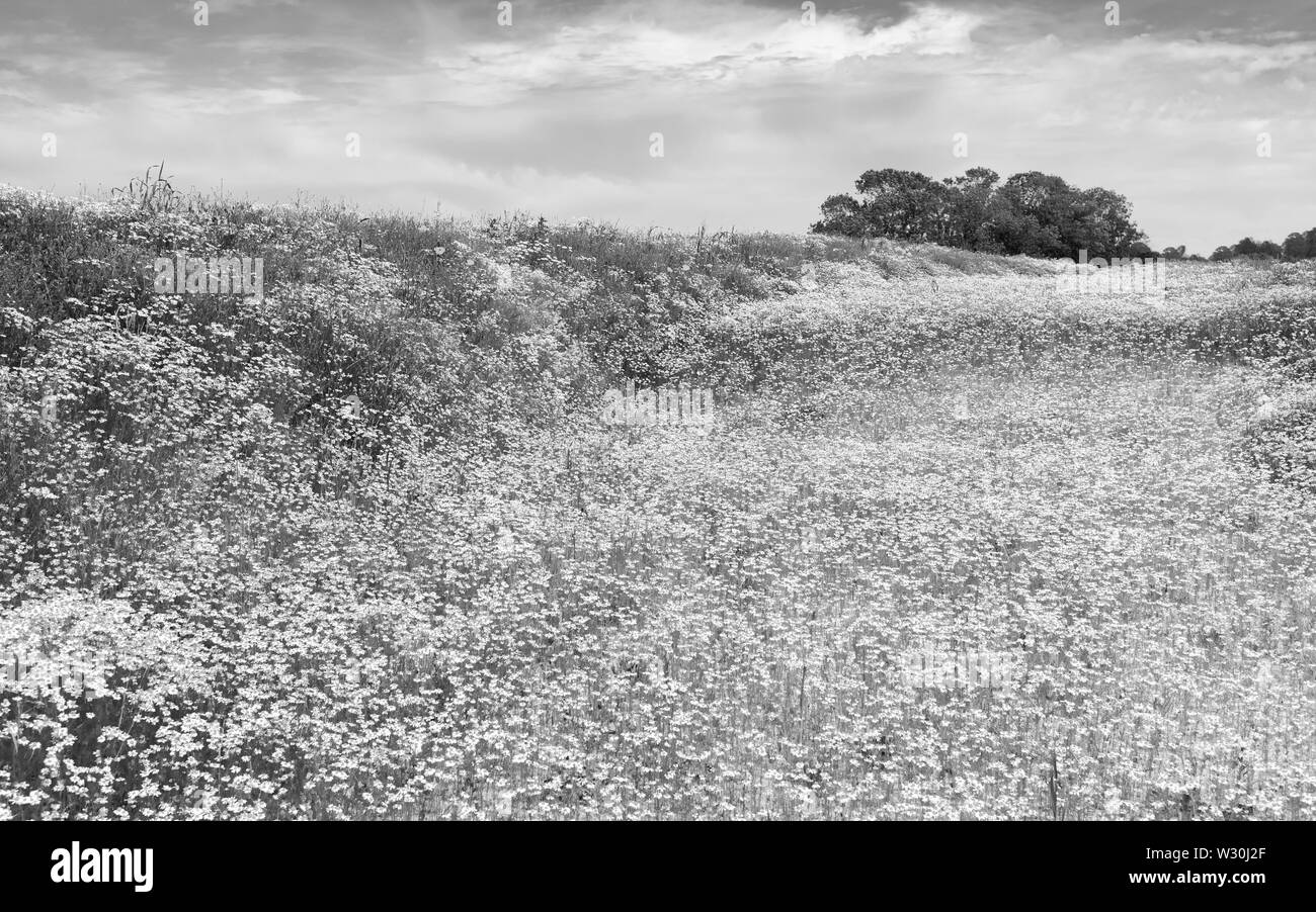 Papaveri selvatici margherite e coprire la terra al più presto per lo sviluppo con gli alberi su horizon su belle mattine d'estate lungo Minster modo, Beverley, Regno Unito. Foto Stock
