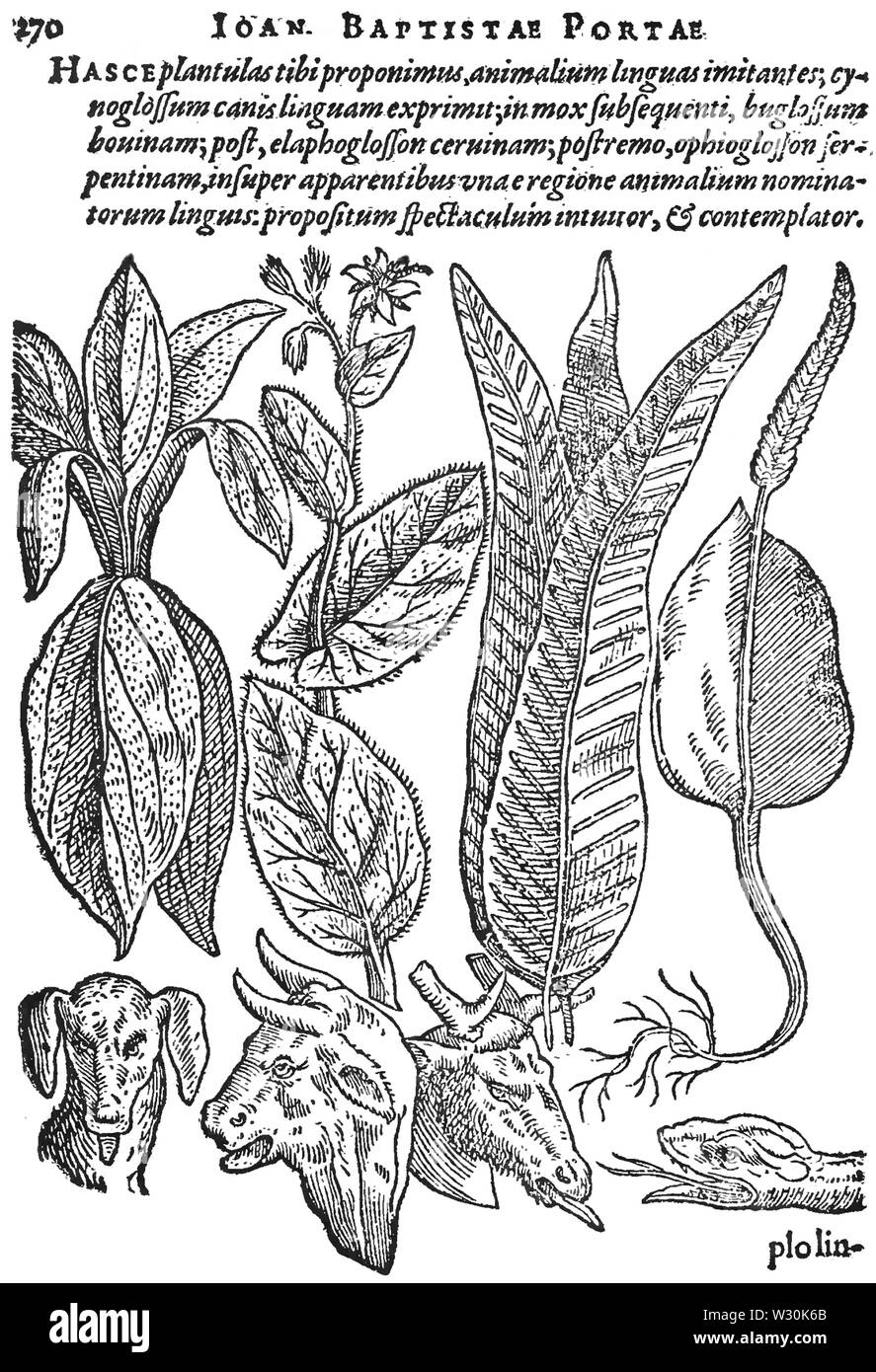 PSM V70 D502 facsimile di una pagina del lavoro della porta Foto Stock