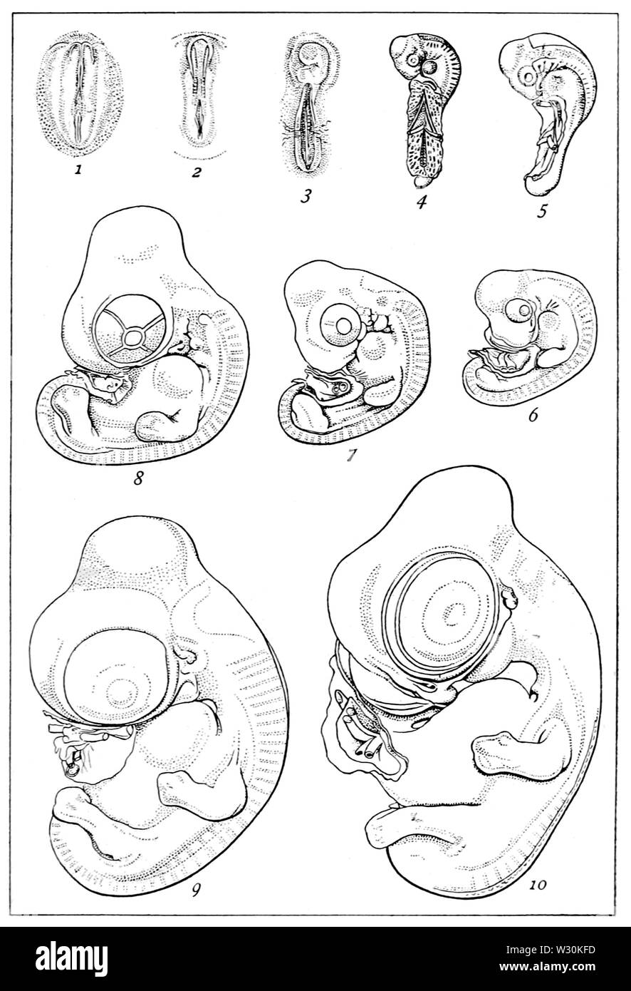 PSM V71 D217 dieci fasi dello sviluppo del pulcino da Franz keibel Foto Stock