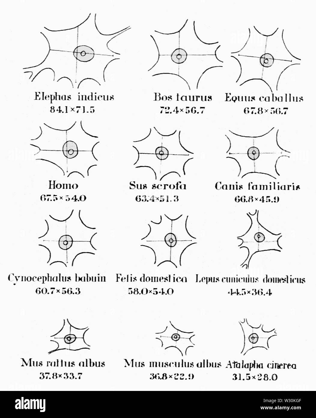 PSM V71 D119 Motorino di cellule nervose di vari mammiferi Foto Stock
