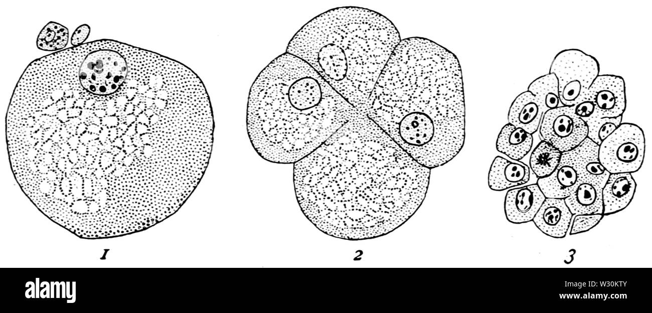 PSM V71 D381 Tarsius spectabile sezioni di tre ovuli nelle prime fasi Foto Stock