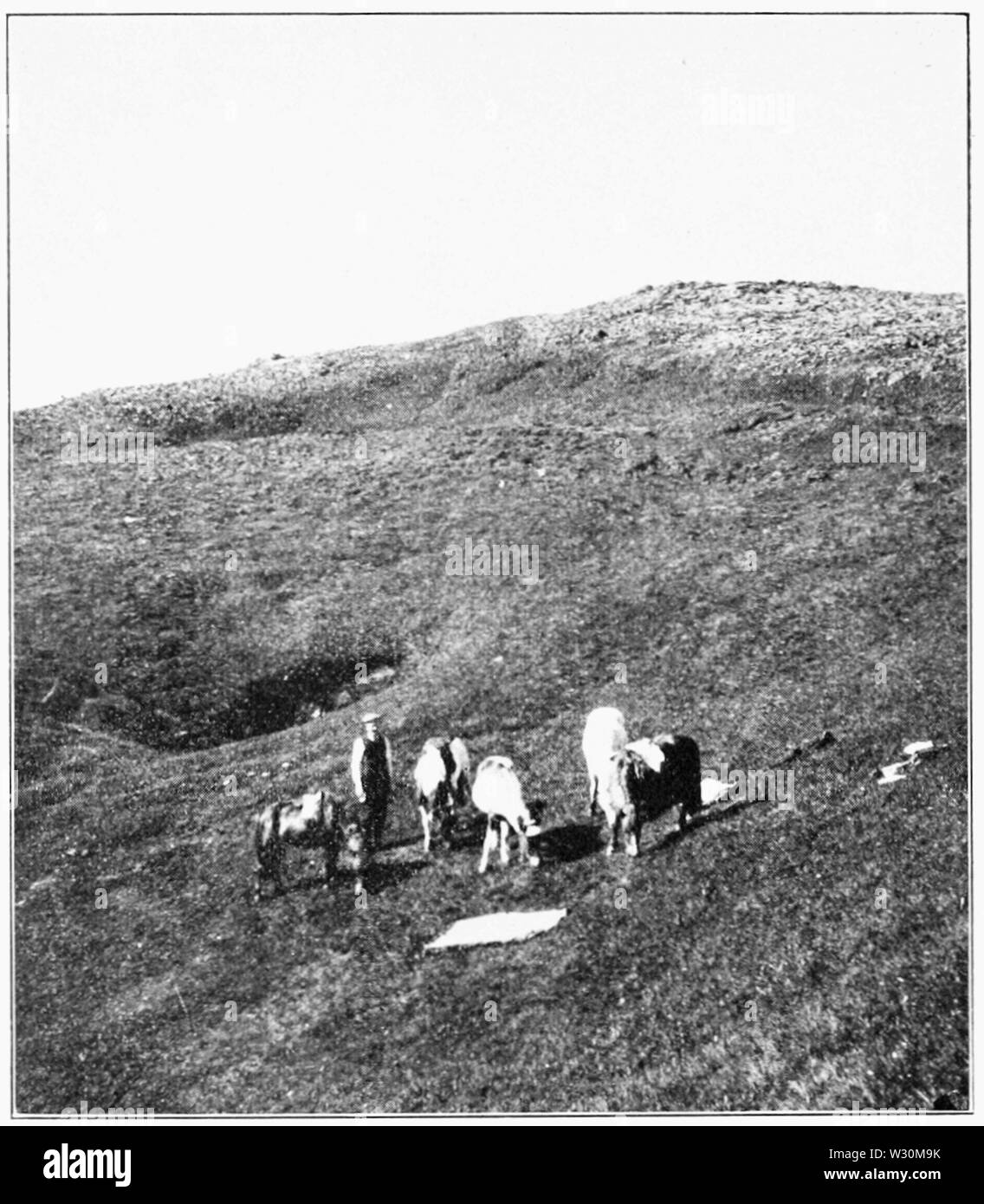 PSM V72 D086 una piccola oasi in un campo di lava Foto Stock