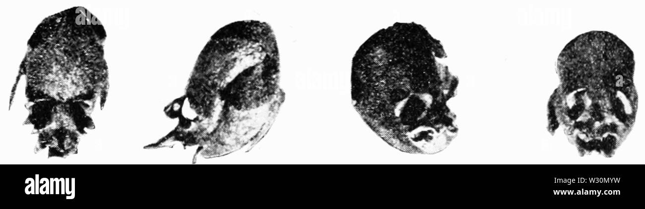 PSM V72 D315 il Giardino dei Frutti snap dragon Foto Stock