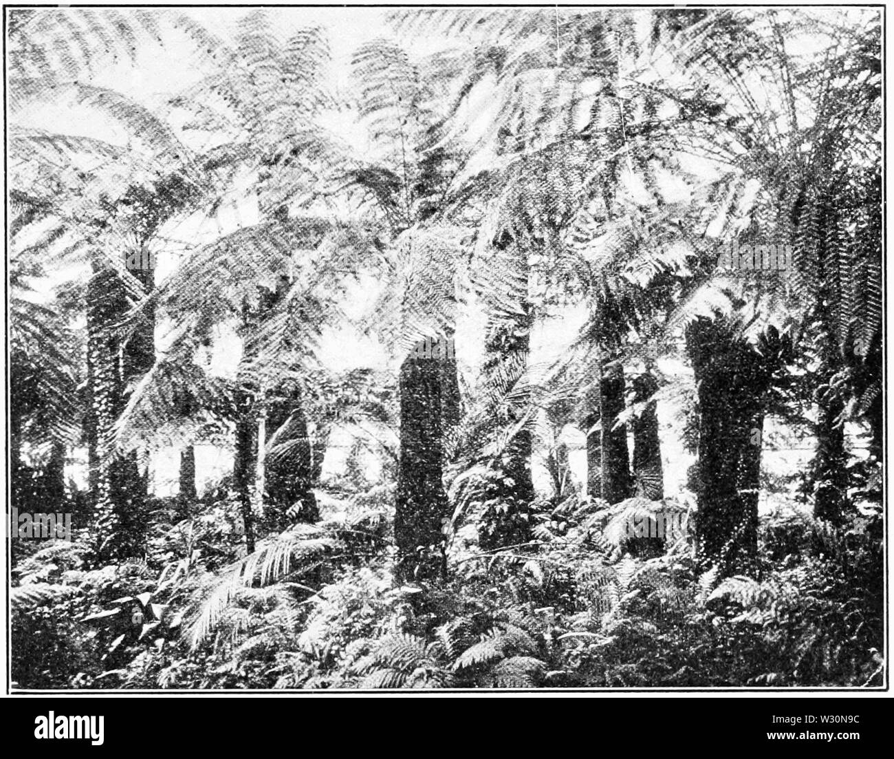 PSM V72 D445 Camera Palm phipps osservatorio schenley park Foto Stock