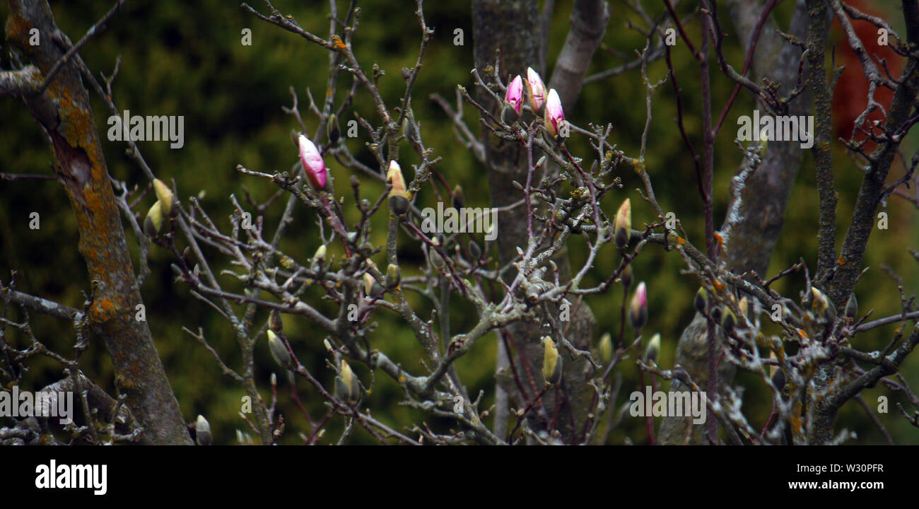 Boccioli di albero in primavera la Domenica di Pasqua Foto Stock