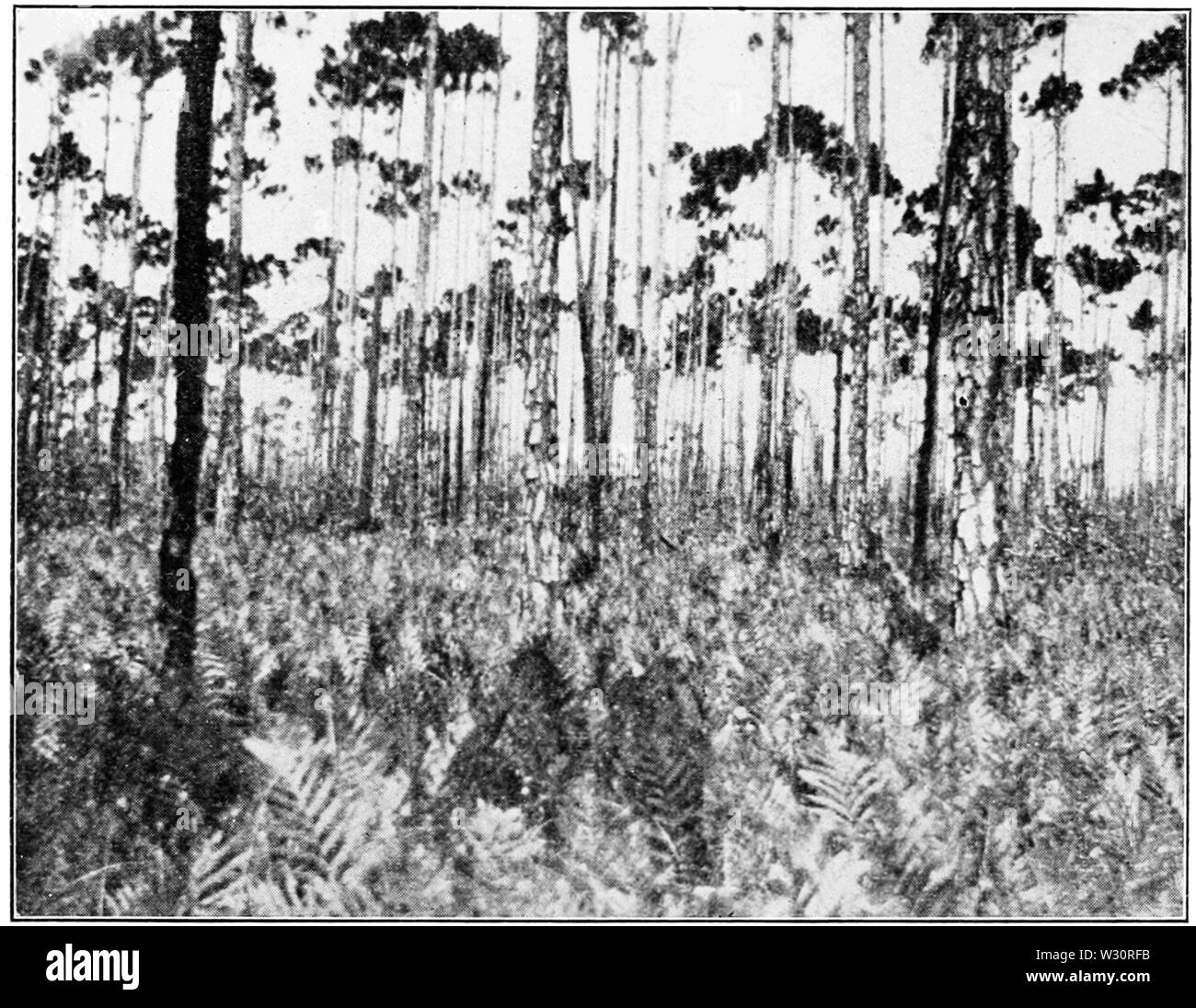 PSM V74 D611 Sphagnum bog con pini e felci Foto Stock