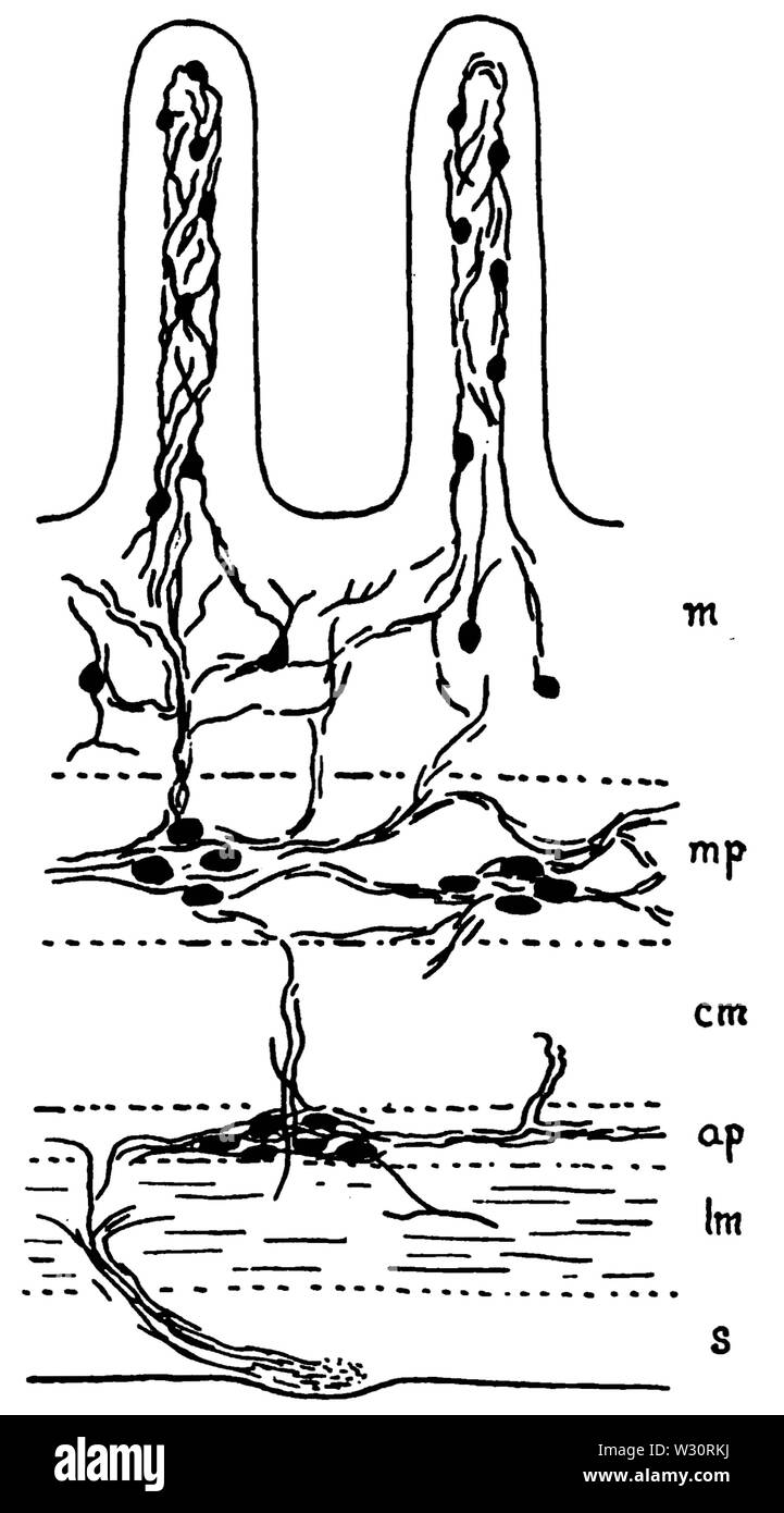PSM V75 D145 sezione longitudinale della parete intestinale di un vertebrato Foto Stock