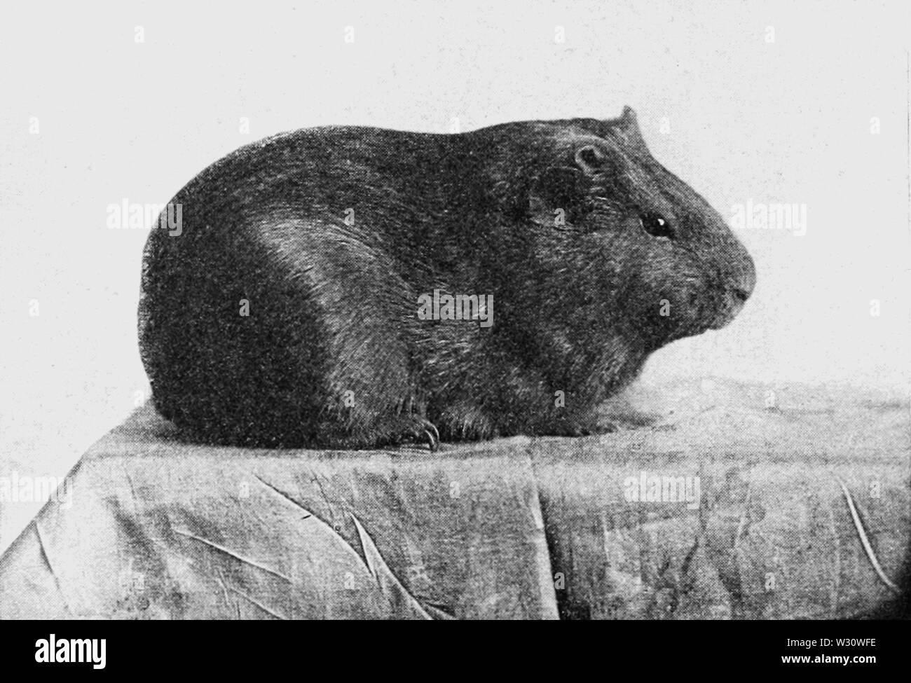 PSM V76 D430 scuro dai capelli lisci cavia Foto Stock