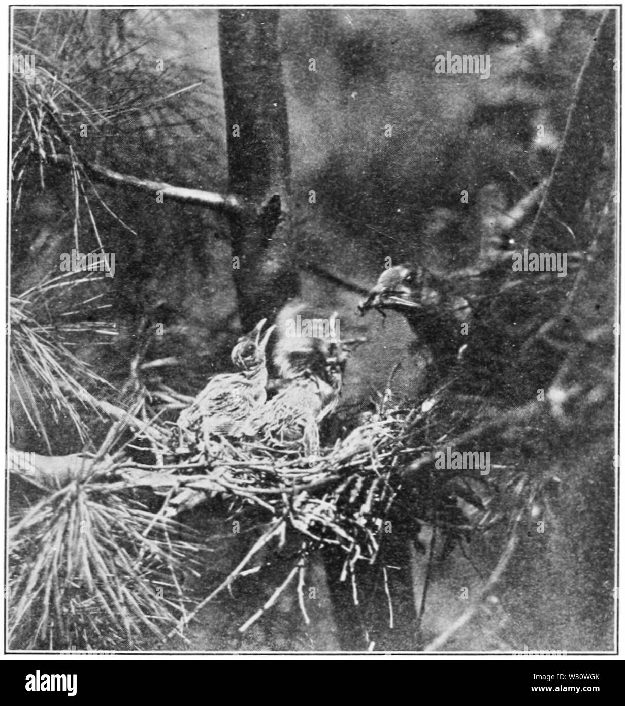 PSM V76 D549 Nero fatturati cuculo nido di avvicinamento con i prodotti alimentari Foto Stock