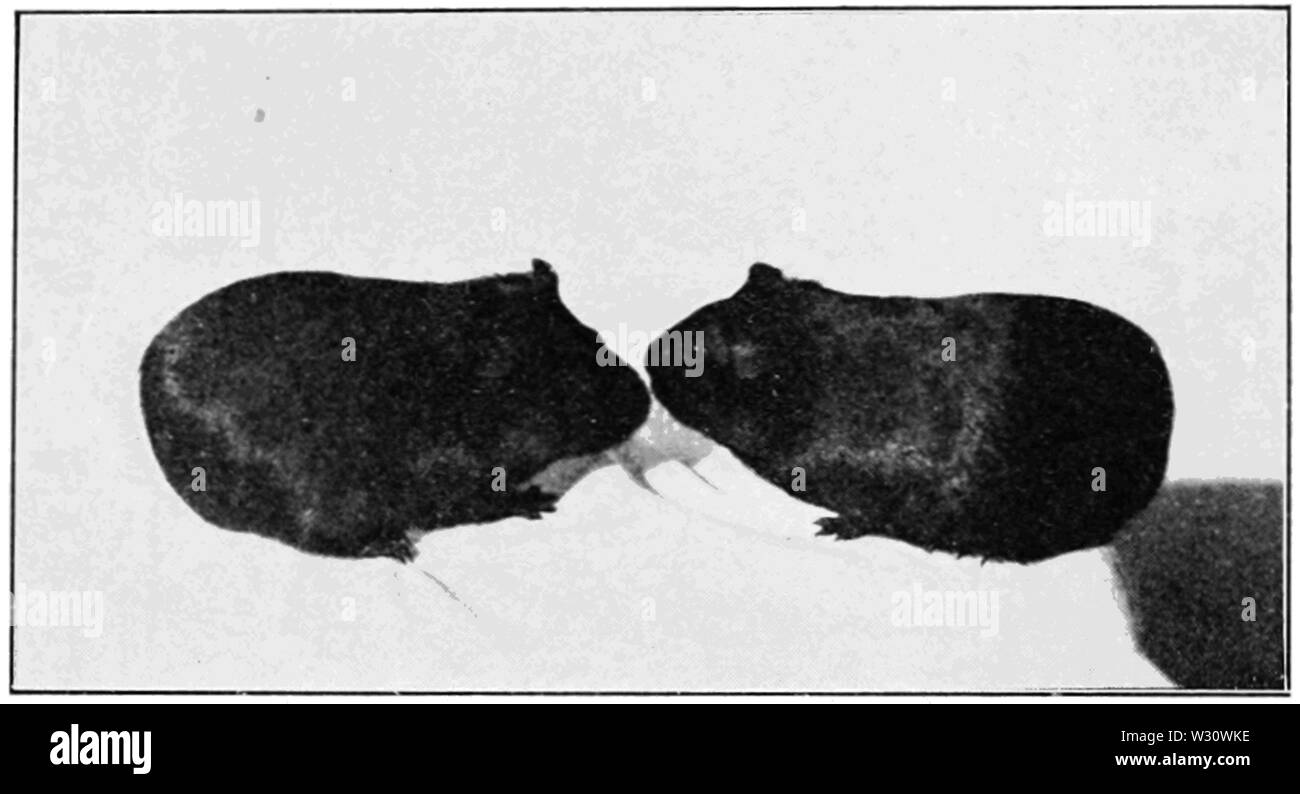 PSM V76 D429 progenie di un nero e albino cavia Foto Stock