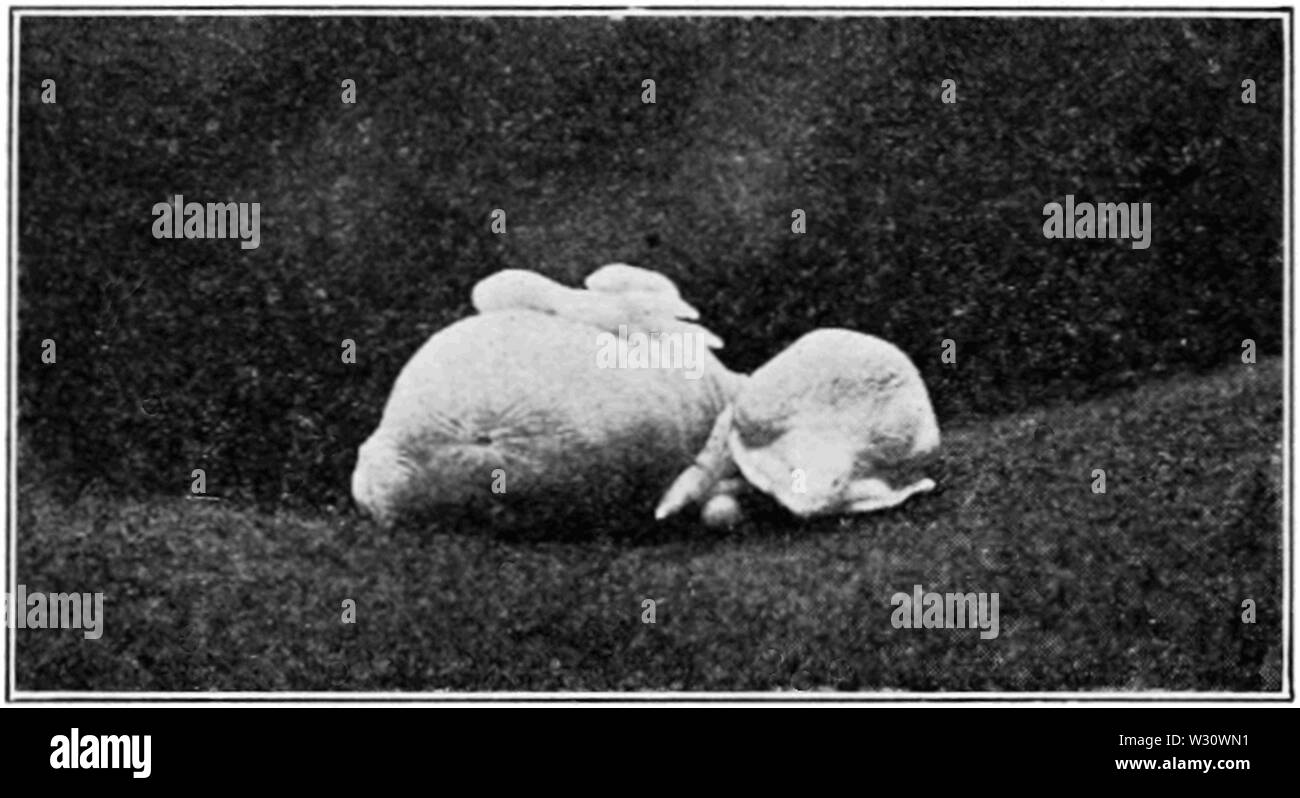 PSM V77 D136 Giovani cedarbird poco dopo la schiusa Foto Stock