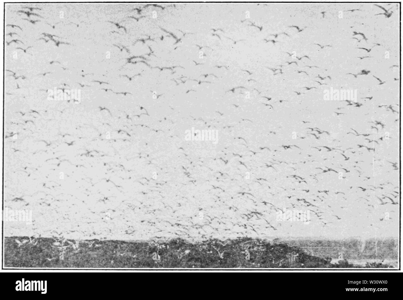 PSM V77 D020 Cassio tern presso lo stretto di Magellano Foto Stock