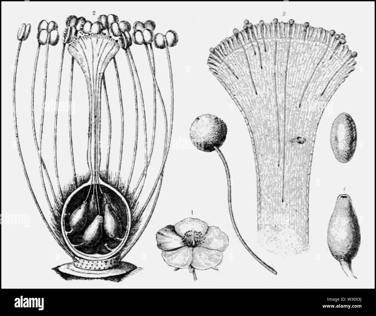 PSM V77 D352 il corso del tubo di polline in un rock rose Foto Stock