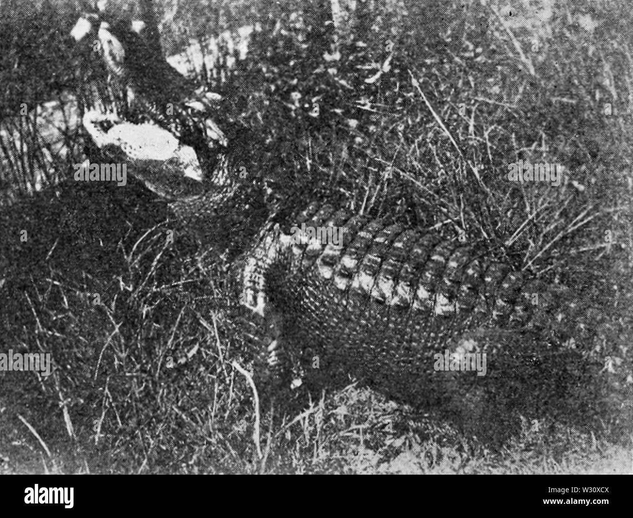 PSM V77 D376 un otto piedi florida alligator Foto Stock