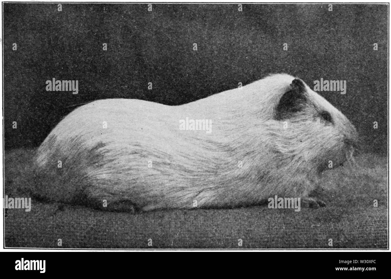 PSM V77 D427 Un albino maschio cavia Foto Stock