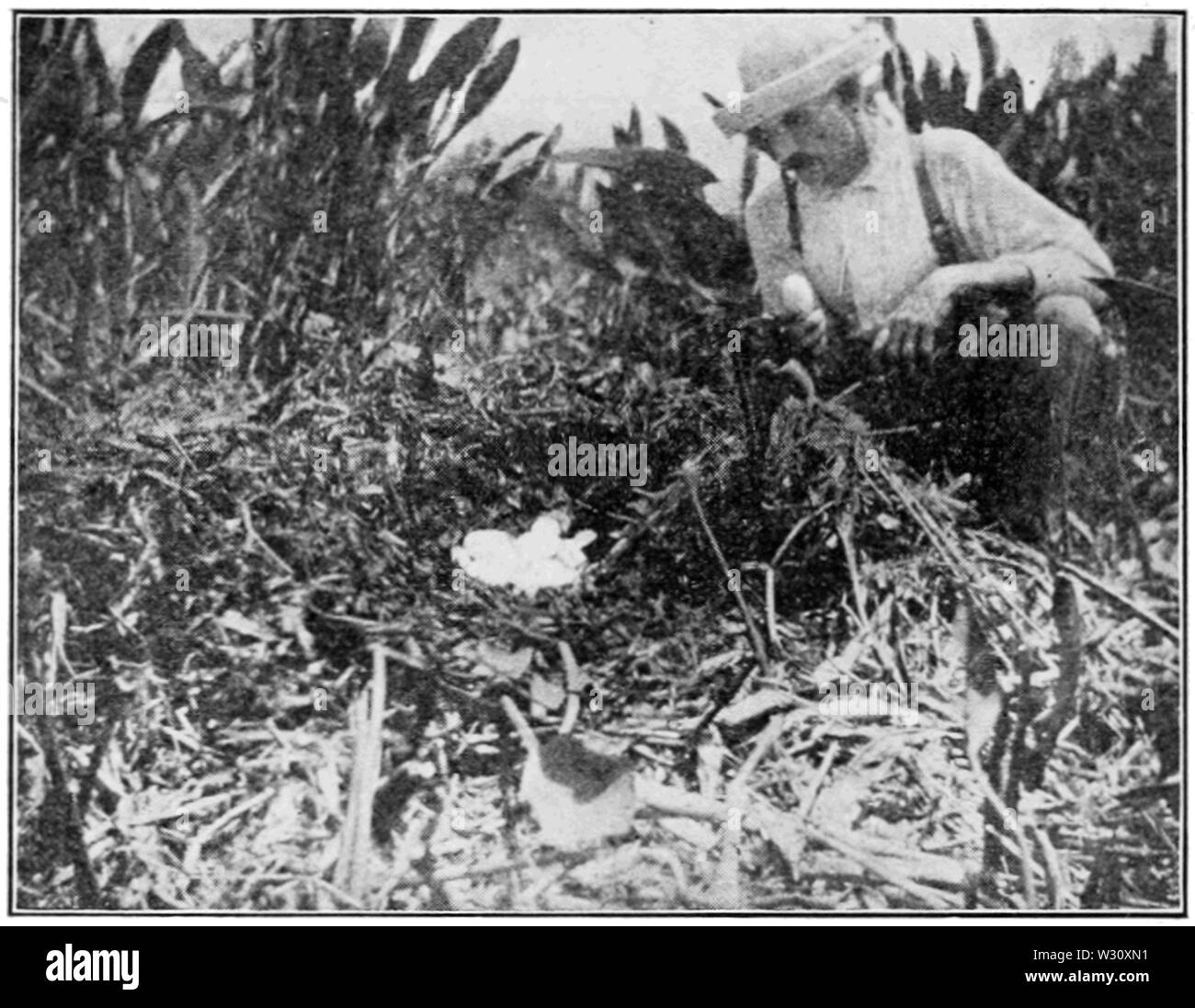 PSM V77 D376 un nido di florida alligator Foto Stock