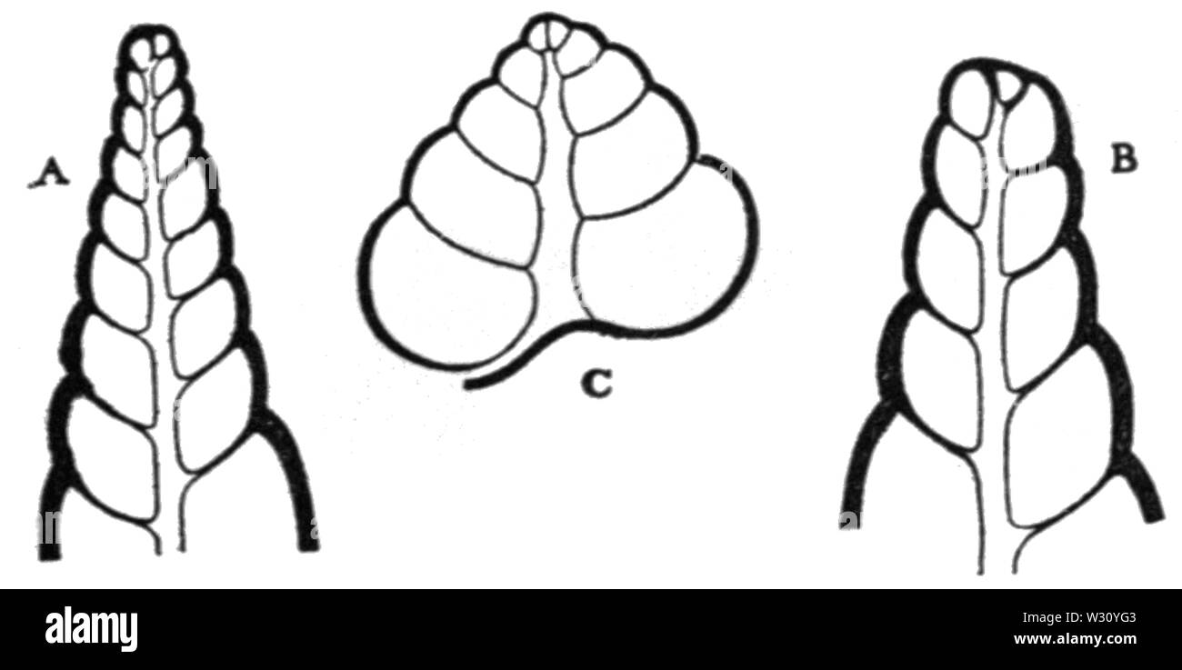 PSM V78 D541 sezioni longitudinali dei molluschi marini di australia Foto Stock