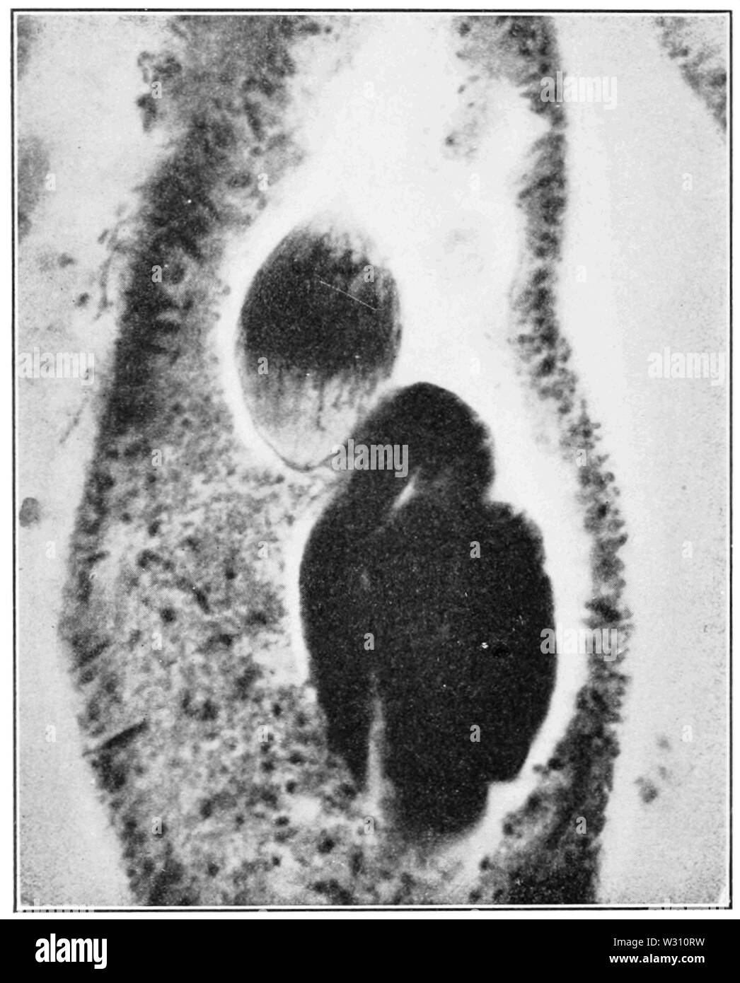 PSM V79 D576 divisione del nucleo di fecondazione dei protozoi Foto Stock
