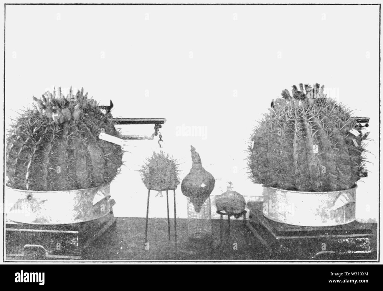 PSM V79 D549 Echinocacti ibervillea e testato per acqua tasso di perdita Foto Stock