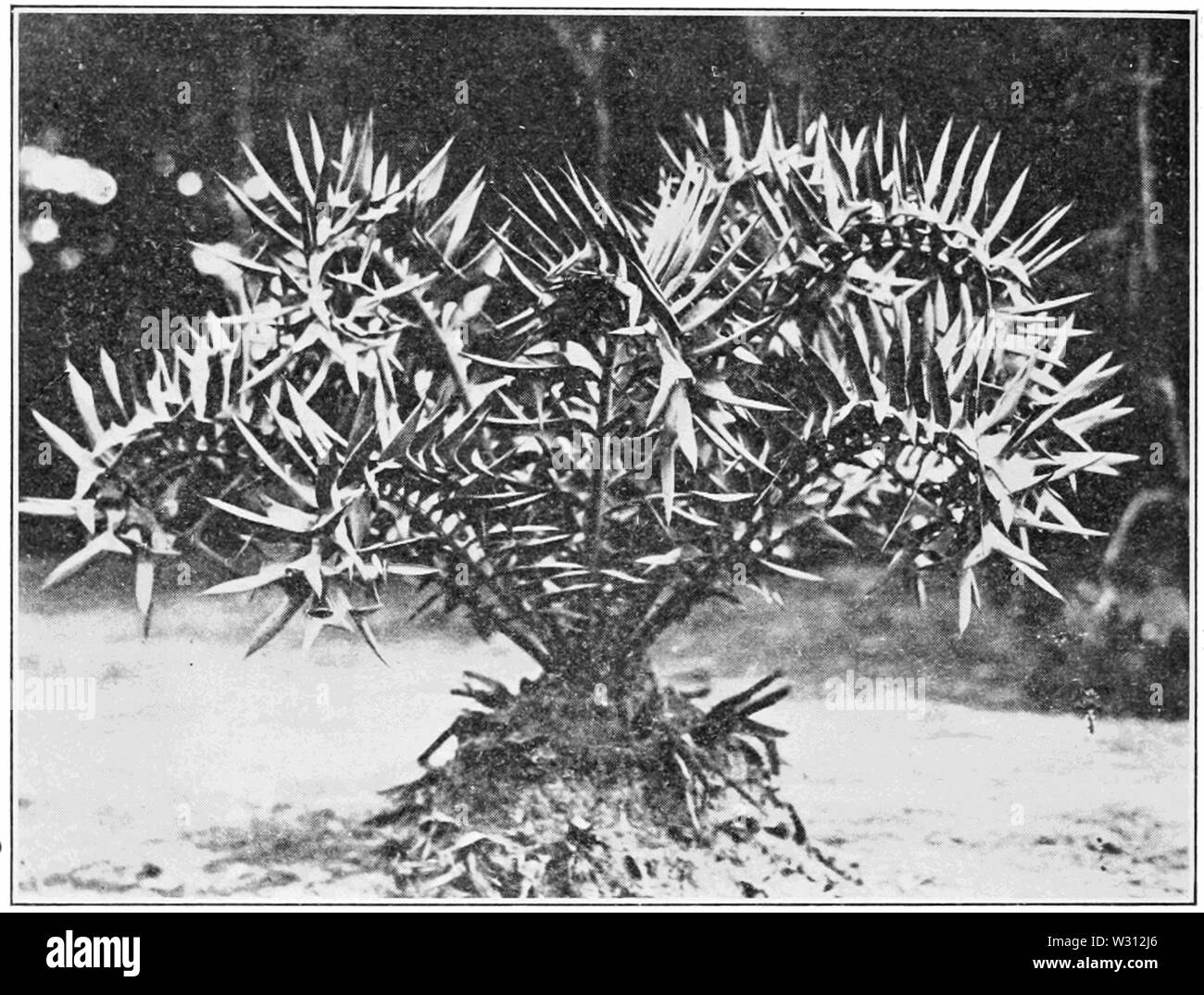PSM V81 D438 Encephalartos horridus in st George parco di Port Elizabeth Foto Stock
