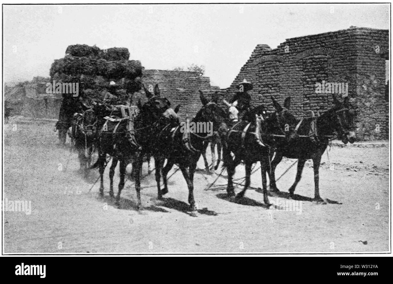 PSM V81 D327 alaggio guayule in Messico Foto Stock