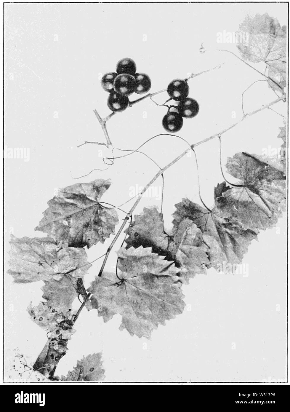 PSM V82 D352 Vitis rotundifolia meridionale uva fox Foto Stock